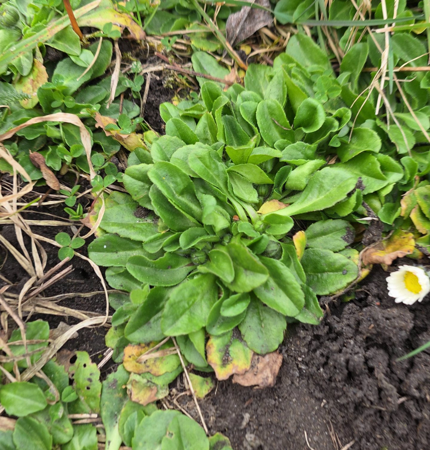 Rosette caractéristique de la pâquerette comestible