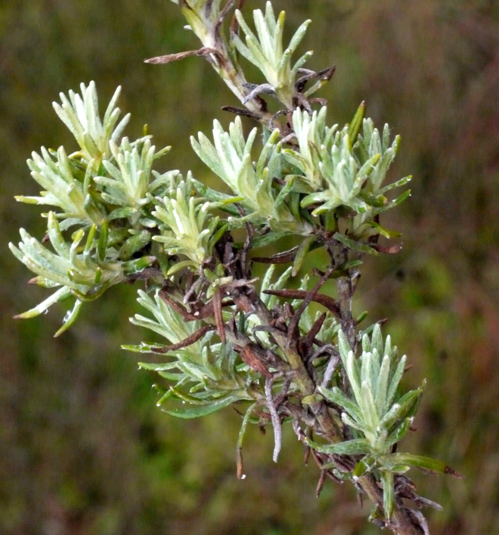 sous arbrisseau immortelle