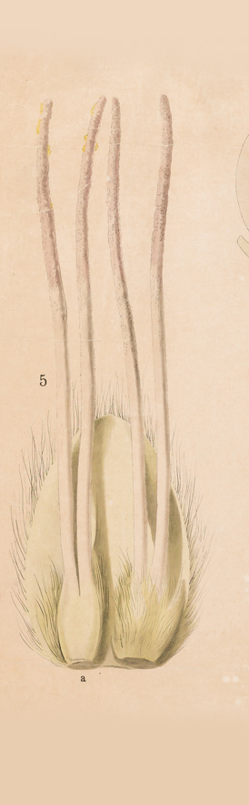 fleur femelle noisetier erreur