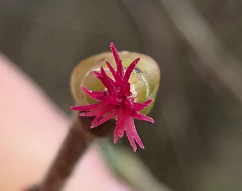 fleur femelle noisetier inflorescence femelle noisetier