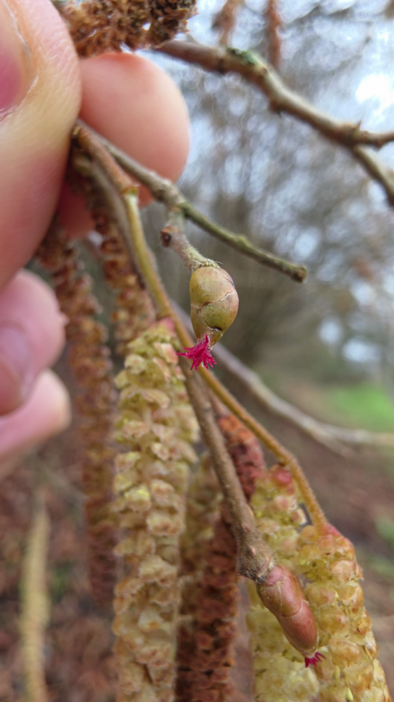 fleur femelle noisetier bourgeon femelle