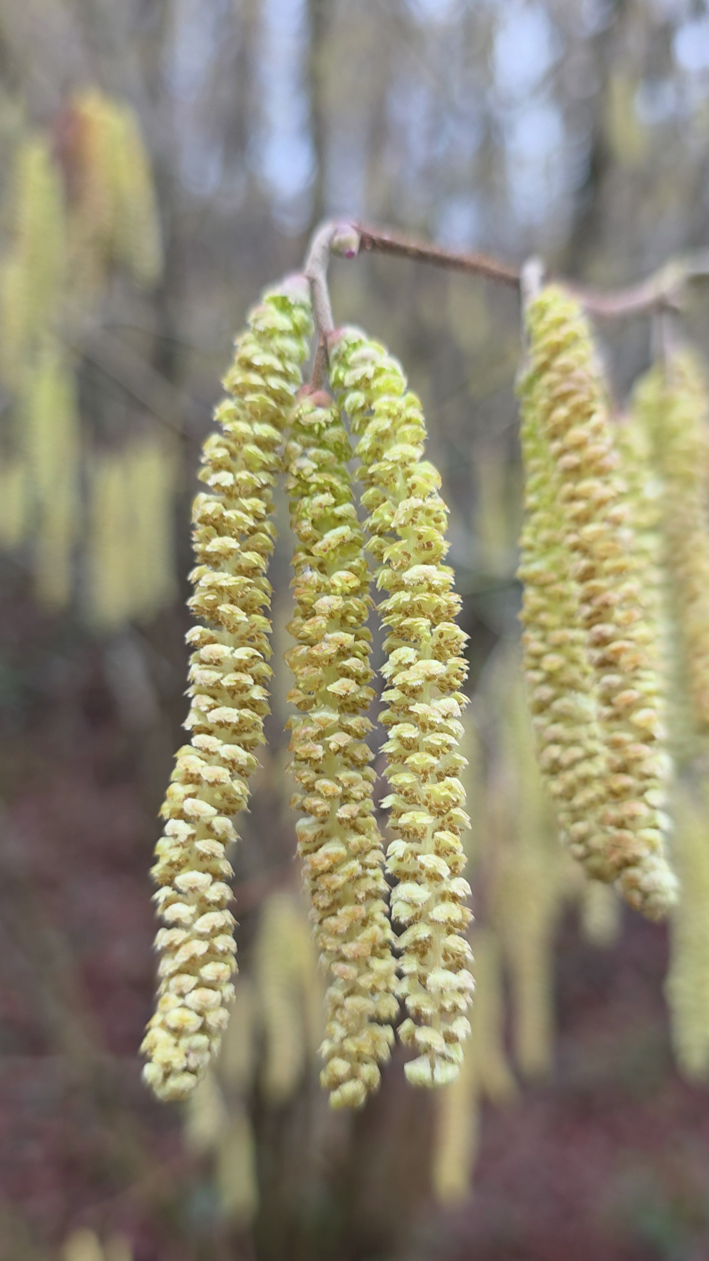 inflorescence mâle du noisetier
