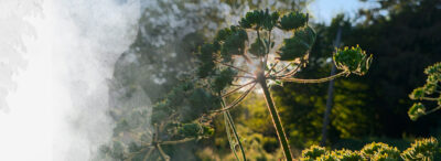 Formation Plantes sauvages en immersion