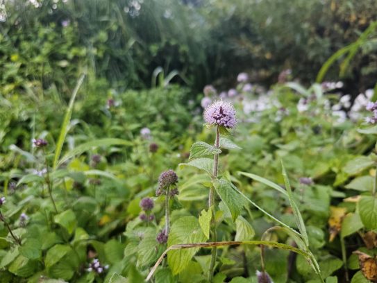 Menthe aquatique chez Bosquet Sauvage